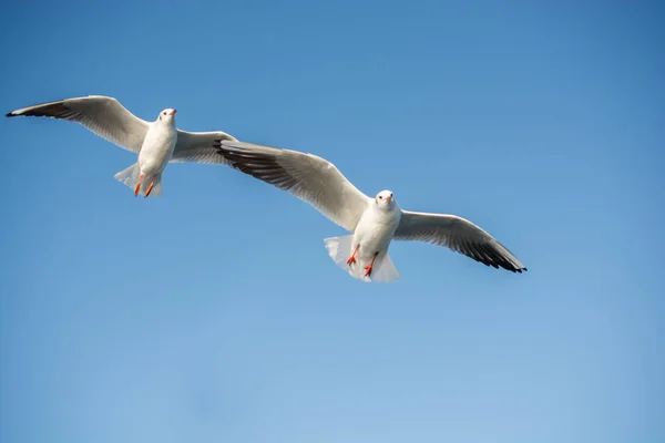 Par Gaivotas Voando Fundo Céu — Fotografia de Stock