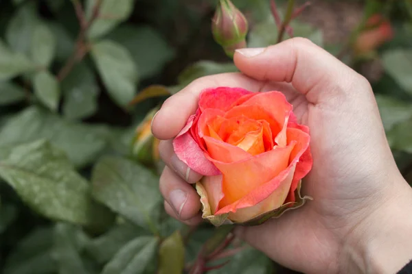 Hand Holding Colorful Rose Flower — Stock Photo, Image