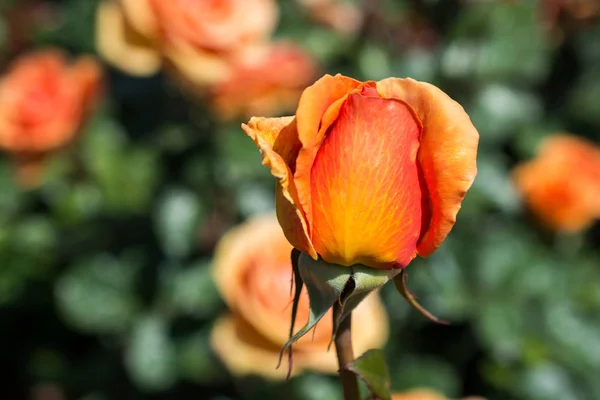 Hermosa Flor Rosa Colorida Fondo Del Jardín — Foto de Stock