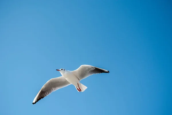 Gaivota Única Voando Fundo Azul Céu — Fotografia de Stock