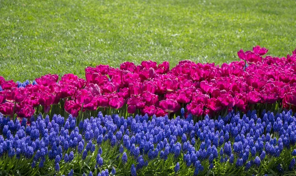 春天的花园里 紫色郁金香盛开 — 图库照片