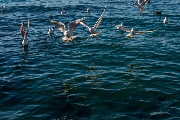 Gaviotas Volando Cielo Sobre Mar —  Fotos de Stock