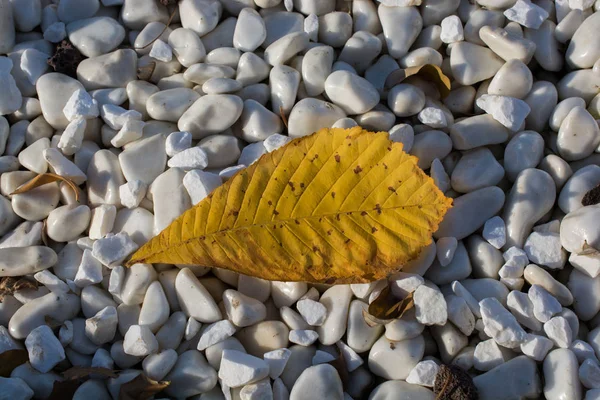 Gran Vista Cerca Hoja Seca Concepto Naturaleza — Foto de Stock