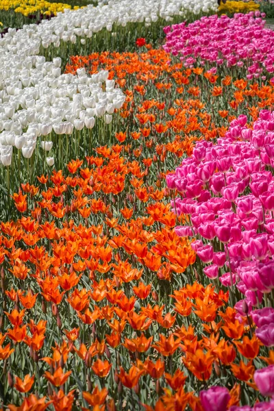 Tulipani Colore Arancione Che Fioriscono Giardino Primavera — Foto Stock