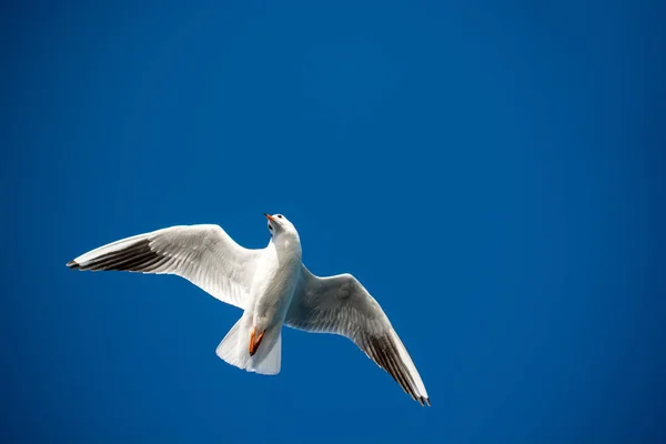 背景として青い空を飛ぶ一羽のカモメ — ストック写真