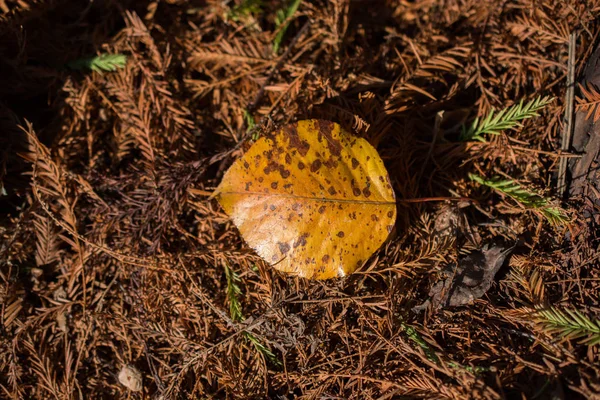 秋の一枚葉 — ストック写真