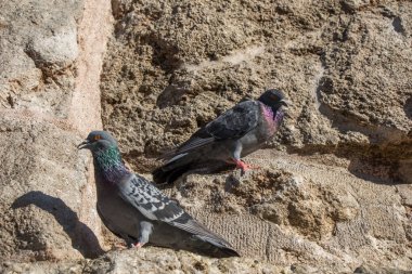 Güvercinler arka planda oturuyor.