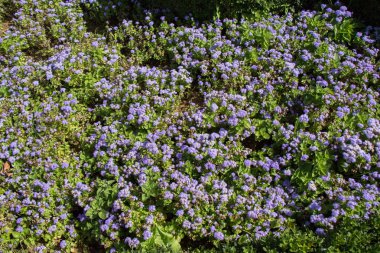 Güzel renkli doğal bahar çiçekleri bir doğa arka planıdır.