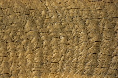 Arkaplan olarak doğal desenli ahşap doku