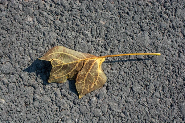 Ett Separat Torrt Löv Från Hösten Gånger — Stockfoto