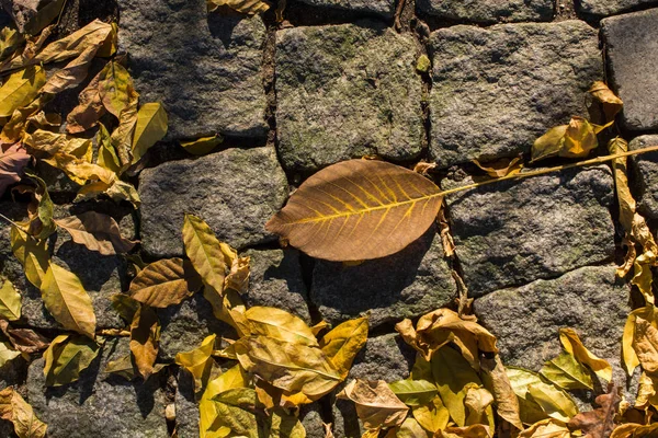 Grande Folha Seca Vista Closeup Conceito Natureza — Fotografia de Stock