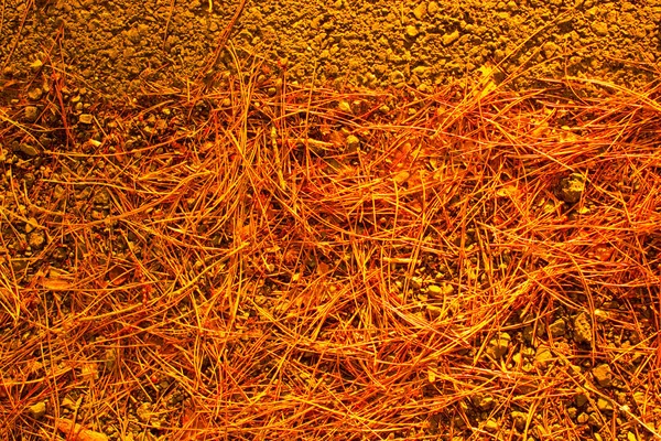 Sonbahar mevsiminin yapraklı desenli arka planı