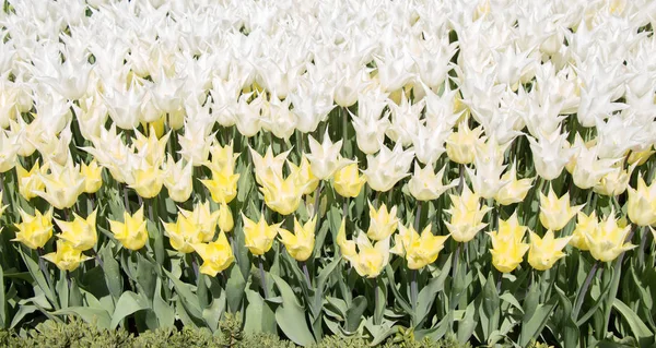 Biały Kolor Tulipan Kwiaty Kwitną Ogrodzie — Zdjęcie stockowe