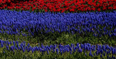 Arka plan olarak güzel taze çiçekler