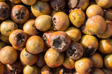 Taze olgunlaşmış meyve türleri mespilus germanica