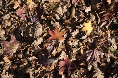 Sonbahar mevsiminin yapraklı desenli arka planı