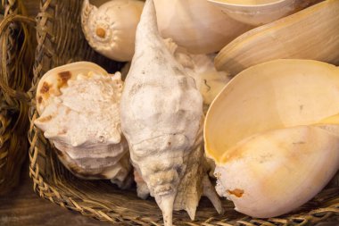 Dekoratif amaçlar için toplanan deniz kabukları.