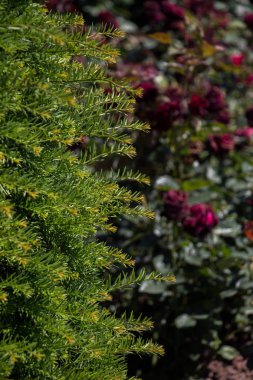 Ağacın bir parçası ve doğal bir arkaplan dokusu olarak yapraklar