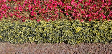 Güzel renkli doğal bahar çiçekleri bir doğa arka planıdır.