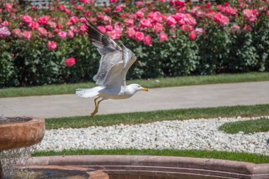 Gül bahçesinde uçan tek bir martı.