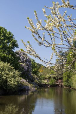 Güzel renkli doğal bahar çiçekleri görünürde