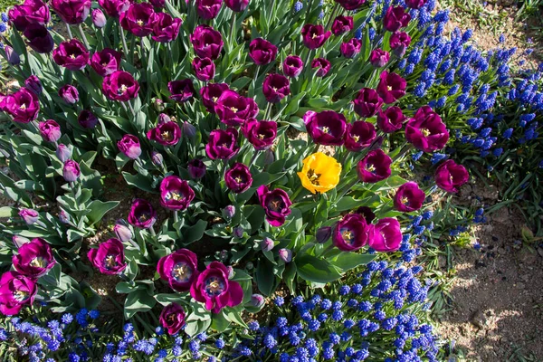 春に咲くチューリップ — ストック写真
