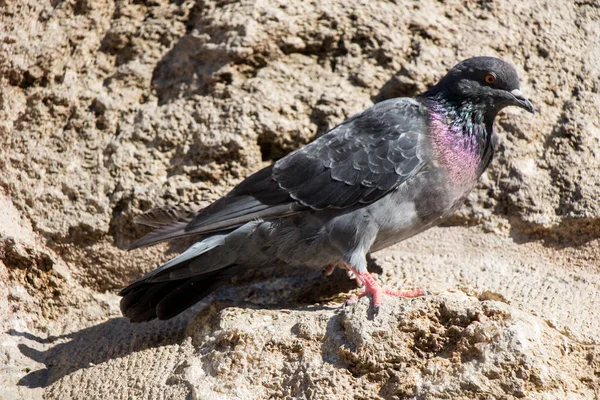 Einzelne Taube Sitzt Auf Einem Felsen Hintergrund — Stockfoto