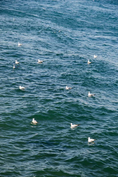 Closeup Seagulls Flying — Stock Photo, Image
