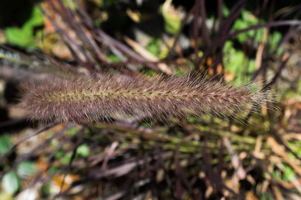 Schöne Bunte Naturblumen Trockener Form — Stockfoto