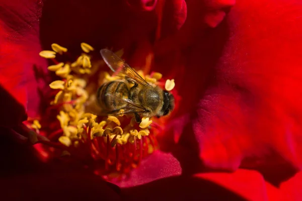 Bee is feeding on a beautiful colorful Flower pollen