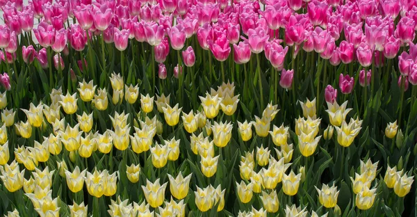 Pink Color Tulip Flowers Blooming Garden — Stock Photo, Image