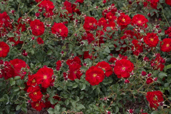 Virágzó Gyönyörű Színes Rózsák Kertben Háttér — Stock Fotó