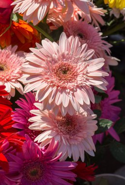 Makro manzaralı güzel renkli doğal bahar çiçekleri