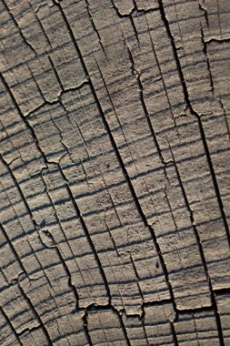 Ağaç gövdesi yüzeyini arkaplan dokusu olarak kes