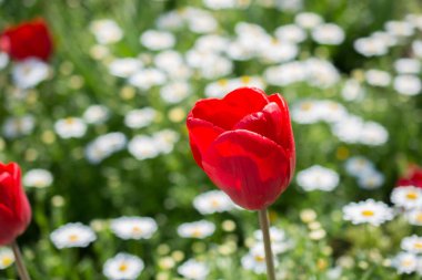 Bahar mevsiminde Tek Lale Çiçeği Açar