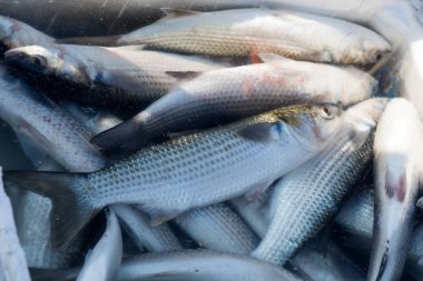 Balık pazarında satılık.