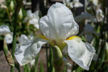 Güzel renkli doğal bahar çiçekleri görünürde