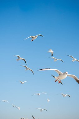 Gökyüzünde uçan martılar.