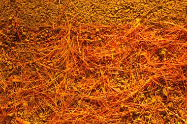 Sonbahar mevsiminin yapraklı desenli arka planı