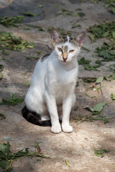 在城市街道上看到的流浪猫 — 图库照片