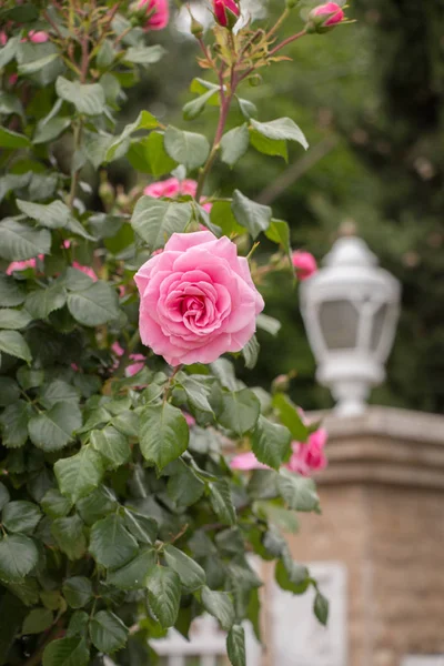 Hermosa Flor Rosa Colorida Fondo Del Jardín — Foto de Stock