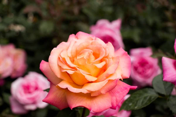 Hermosa Flor Rosa Colorida Fondo Del Jardín — Foto de Stock