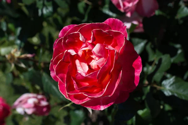 Hermosa Flor Rosa Colorida Fondo Del Jardín — Foto de Stock