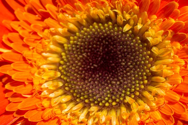 Belles Fleurs Printanières Naturelles Colorées Vue Macro — Photo