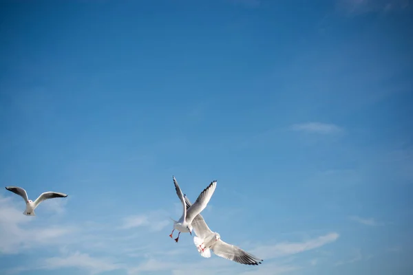 นกนางนวลบ นบนพ นหล องฟ — ภาพถ่ายสต็อก