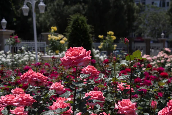 Güzel Taze Güllerle Dolu Gül Bahçesi — Stok fotoğraf