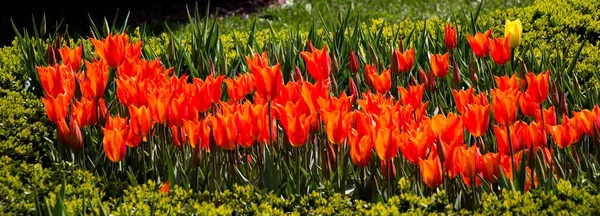 Pomarańczowy Kolor Tulipan Kwiaty Kwitną Ogrodzie — Zdjęcie stockowe