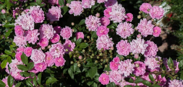 Bahçenin arka planında çiçek açan güzel renkli güller.