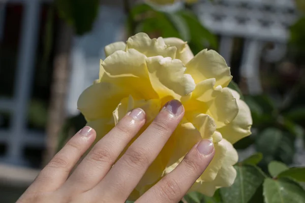 Hand Holding Colorful Rose Flower — Stock Photo, Image