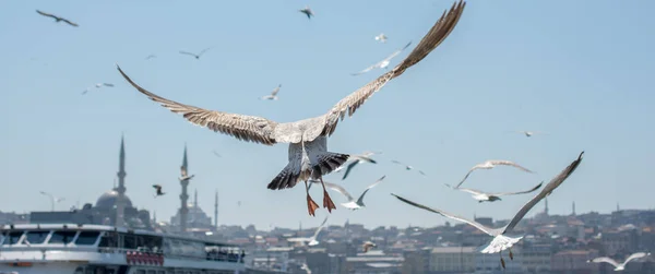 Möwe Fliegt Den Himmel Mit Einer Moschee Hintergrund — Stockfoto